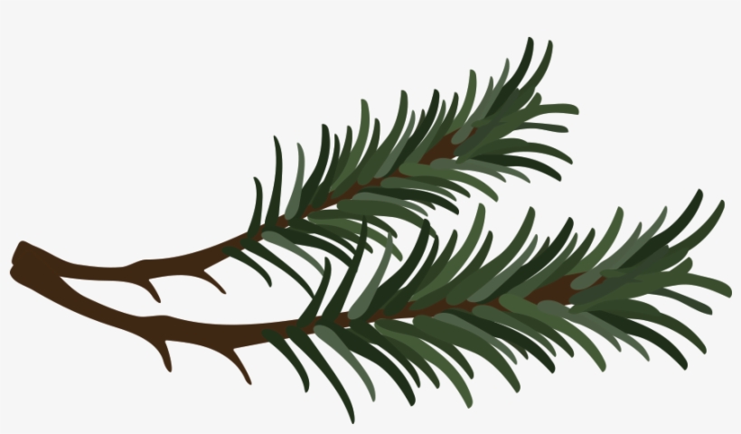 Branch Vector Pine Needle - Pine Needle Clipart, transparent png #1173889
