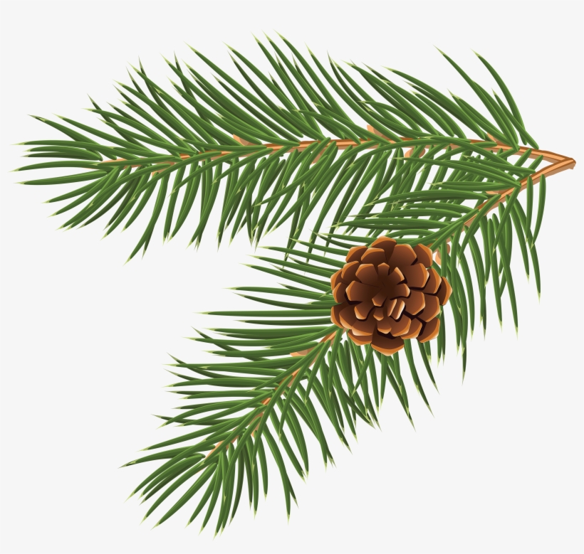 Pinus Taeda Conifer Cone Branch Tree Clip Art - Fir Tree Branch Vector, transparent png #1174003