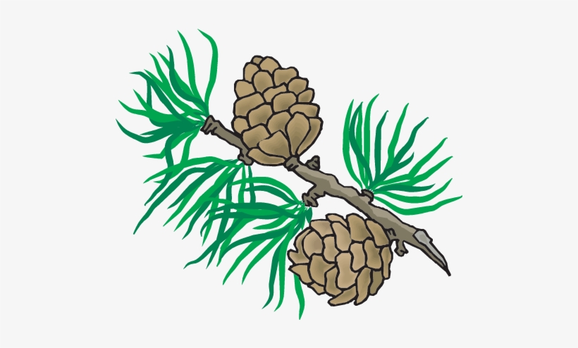 Cone - Autumn, transparent png #1174020