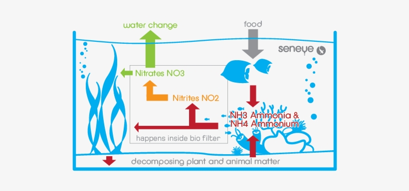 Seneye New Tank Syndrome And Bacteria Cycling In New - Aquarium Bacteria, transparent png #1174066