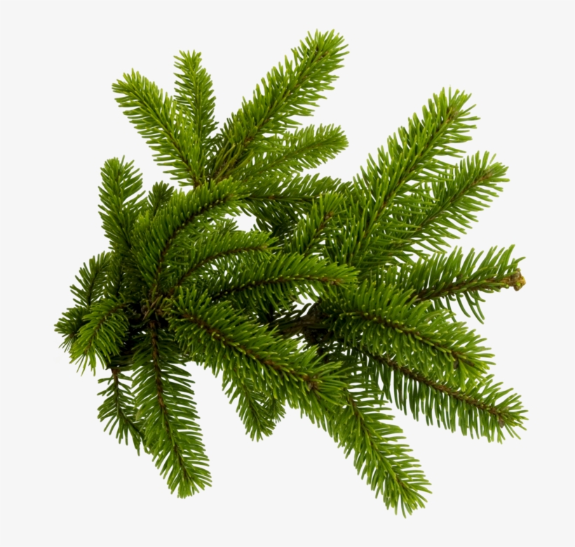 Pine Needles Png, transparent png #1174156