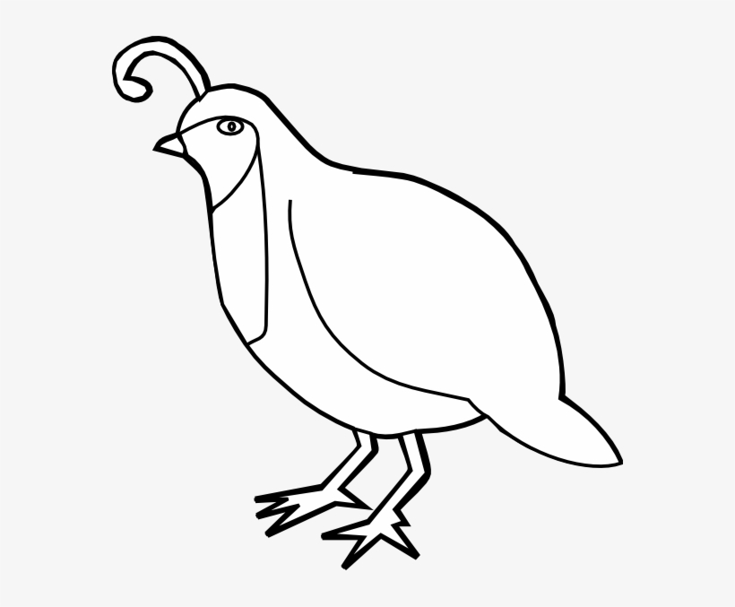 Quail Outline Hi 570×597 Pixels Food Png, Partridge - Quail Outline - Free  Transparent PNG Download - PNGkey