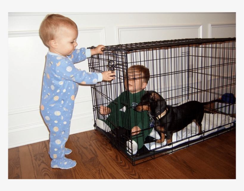 A Puppy In A Crate Never Gets Into The Habit Of Destroying - Toddler, transparent png #1177676
