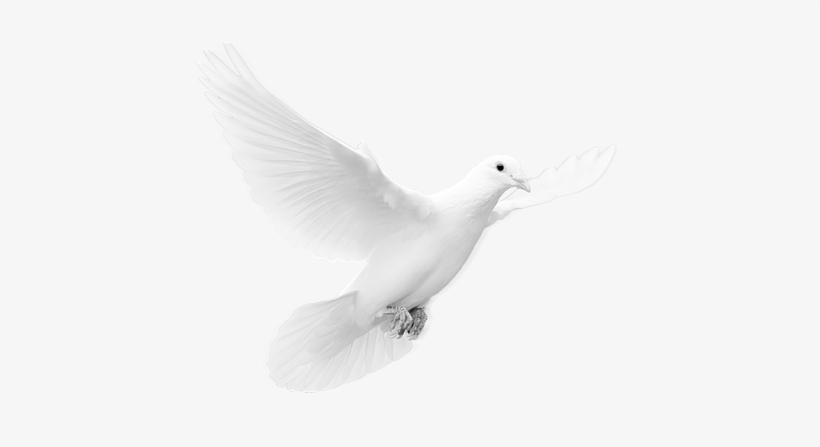 Svg Royalty Free Put A Bird On It Lovedisciple - Dove Png, transparent png #1178670