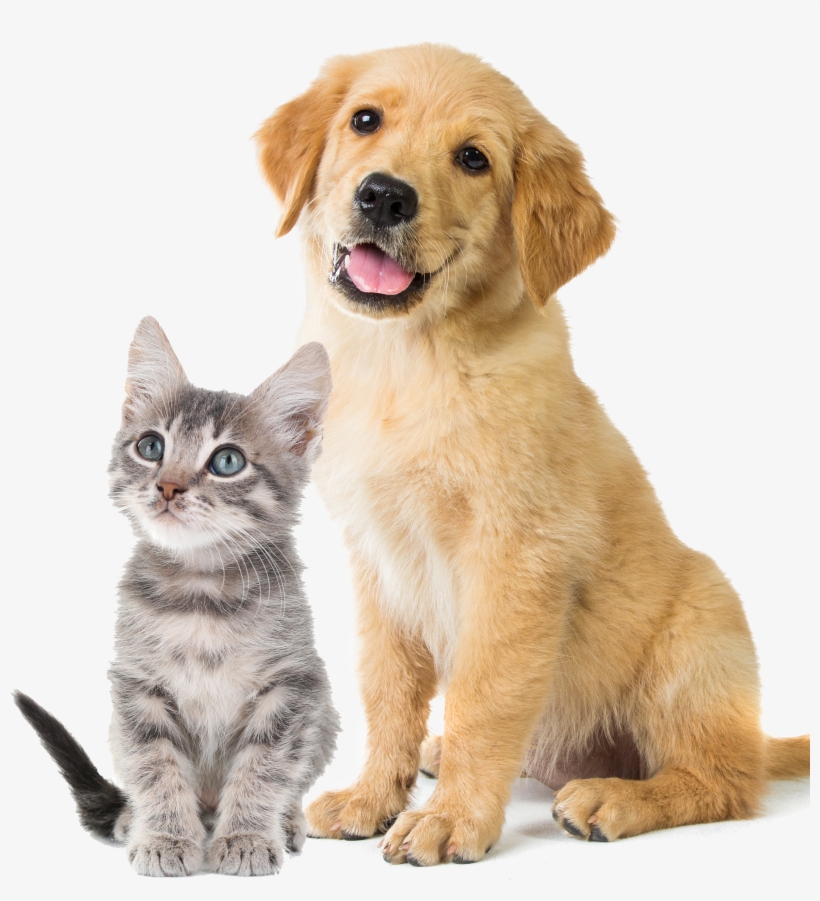 Mercy Pet Clinic - Dog Reindeer Costume, transparent png #1178748