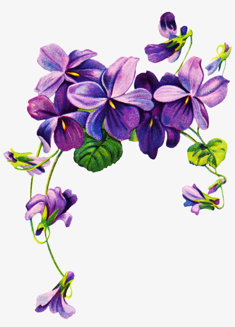 Violets Vintage Clipart Purple Flower Border Png Free
