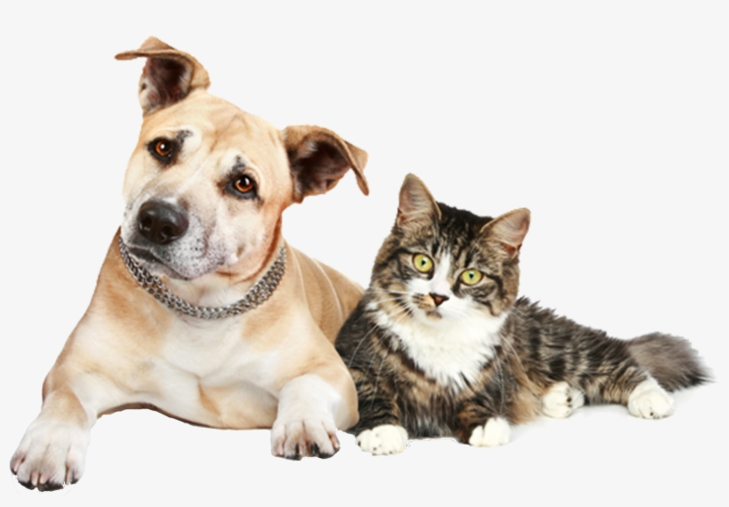 Our Staff Has The Experience, Education And Equipment - Dog And Cat Png, transparent png #1179001