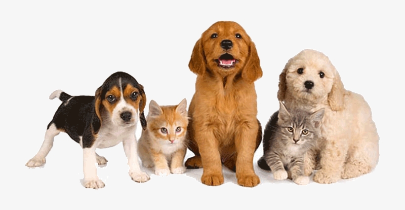 Pet Friendly Drug Rehab - Transparent Dog And Cat, transparent png #1179029
