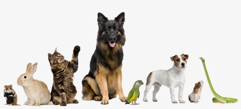 Custom Compounded Medications For Your Pets - Pets Together, transparent png #1179350