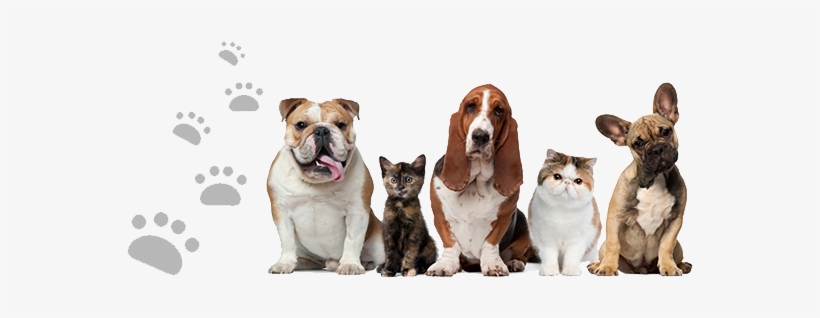 Pet Preparedness - Retinol Cream 2.5%, Organic With Hyaluronic Acid, 2, transparent png #1179480