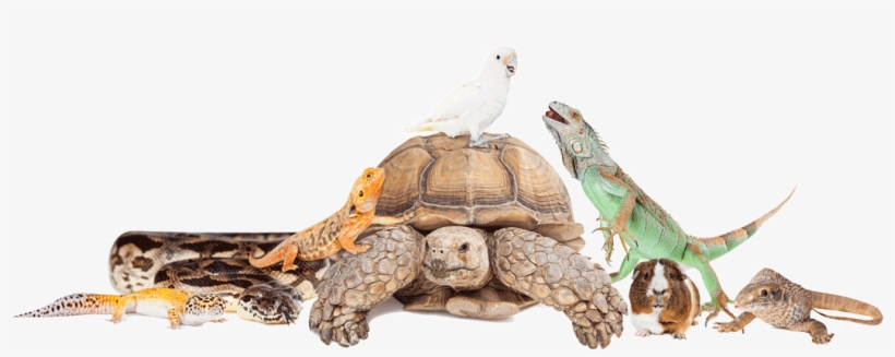 Adam's Pet Safari - Group Of Exotic Pets, transparent png #1179698