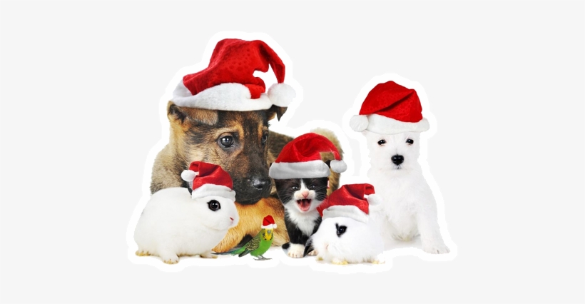Xmaspets - Holiday Dogs And Cats, transparent png #1179703