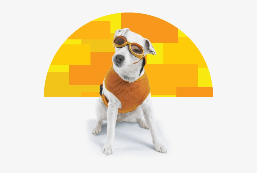 We Love Our Pets - Beaverton Toyota, transparent png #1179825