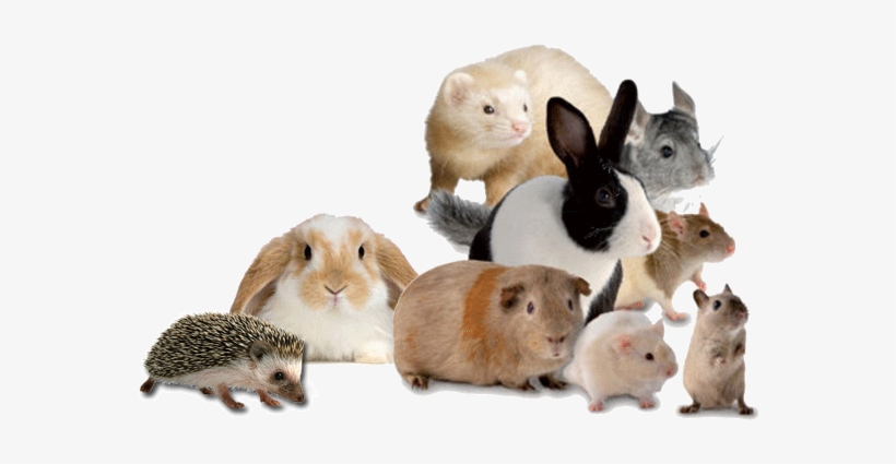 Though Most Of The People Keep Cats And Dogs As Their - Cafepress Lop Rabbit Rectangular Canvas Pillow, transparent png #1179883