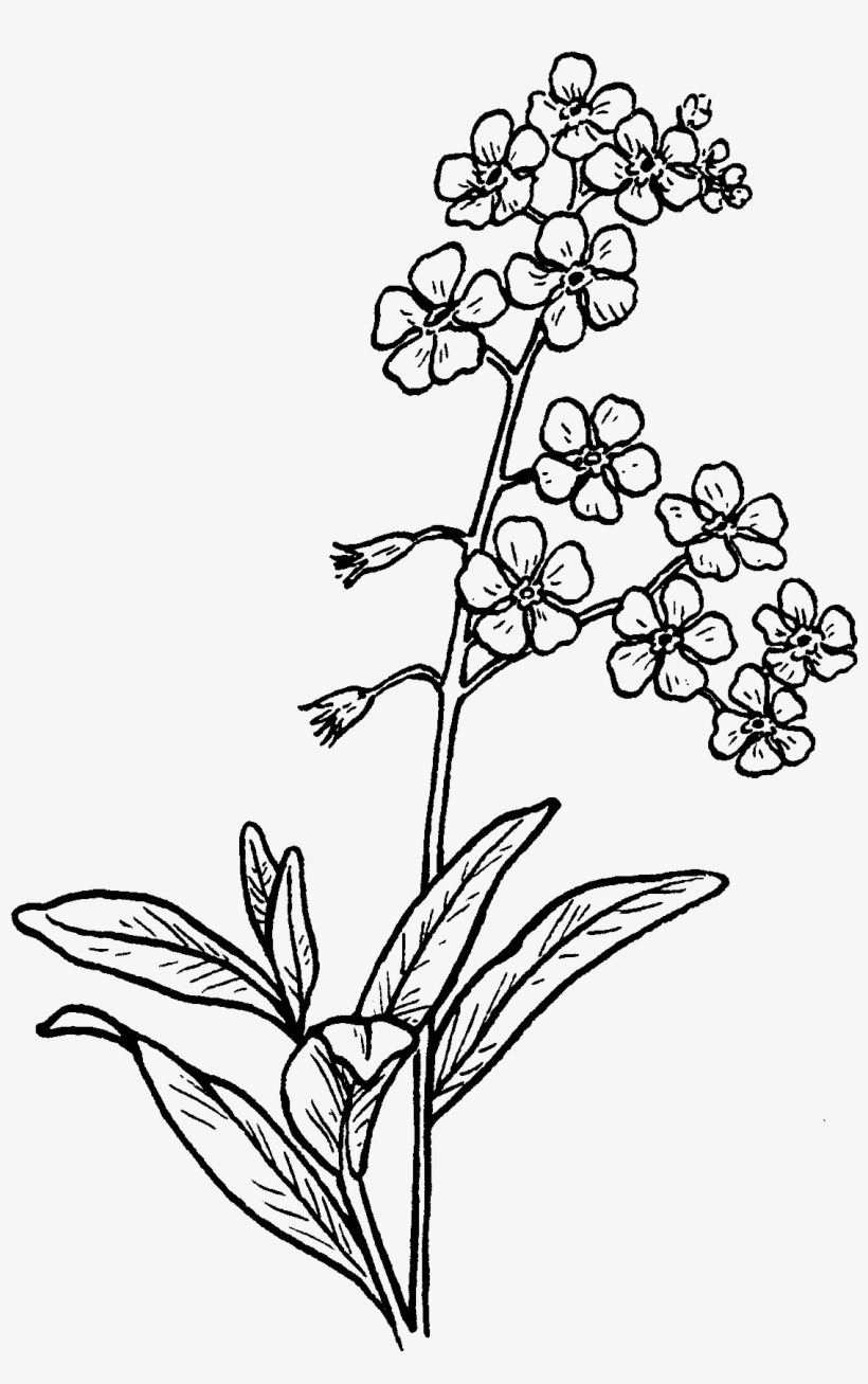 Forget Me Not Drawing At Getdrawings - Forget Me Not Flower Drawing, transparent png #1180059