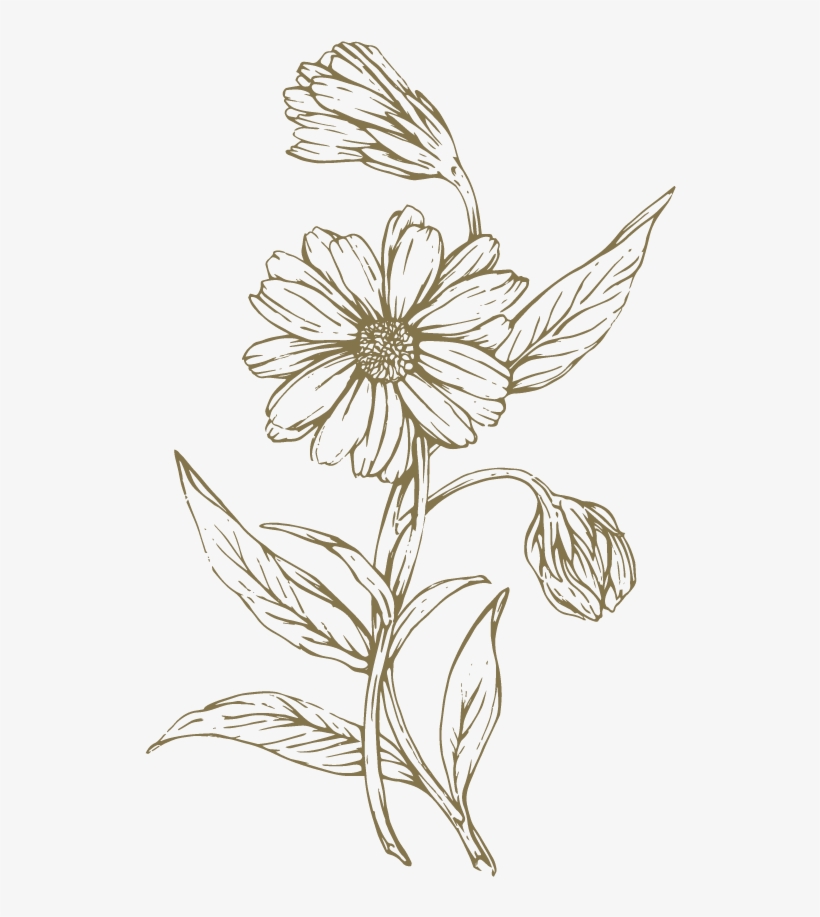 Freeuse Download At Getdrawings Com Free For Personal - Lily Family, transparent png #1180231