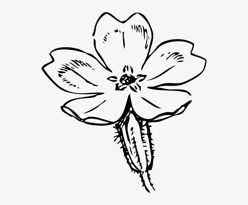 This Free Clipart Png Design Of Primrose Sketch Clipart, transparent png #1180314