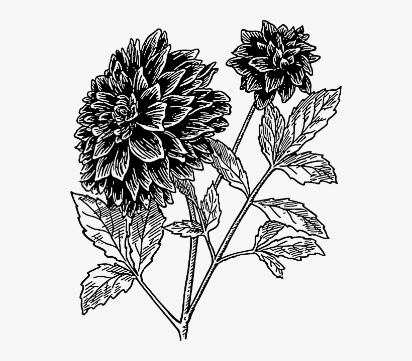 Drawings Of Flowers In Black And White - Dahlia Clipart Black And White, transparent png #1180348