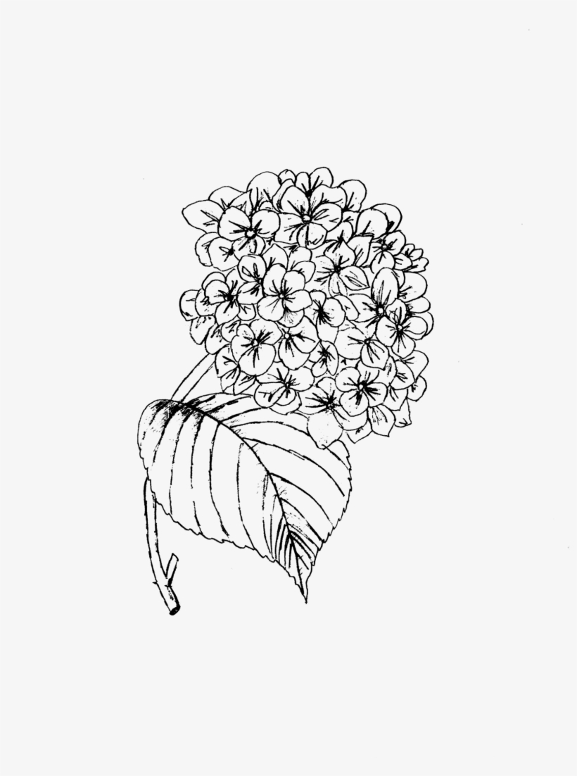 The Eden Fl Flower Guide A Bride S Manual To The Most - Line Art, transparent png #1180384