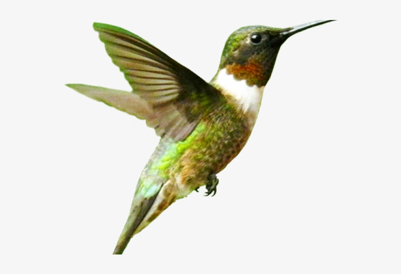 Portable Network Graphics, transparent png #1180896