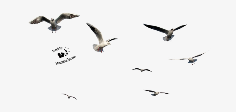 Out Stock Png 45 Seven Flying Seaguls By Momotte2stocks - Birds Cut Out Png, transparent png #1183265