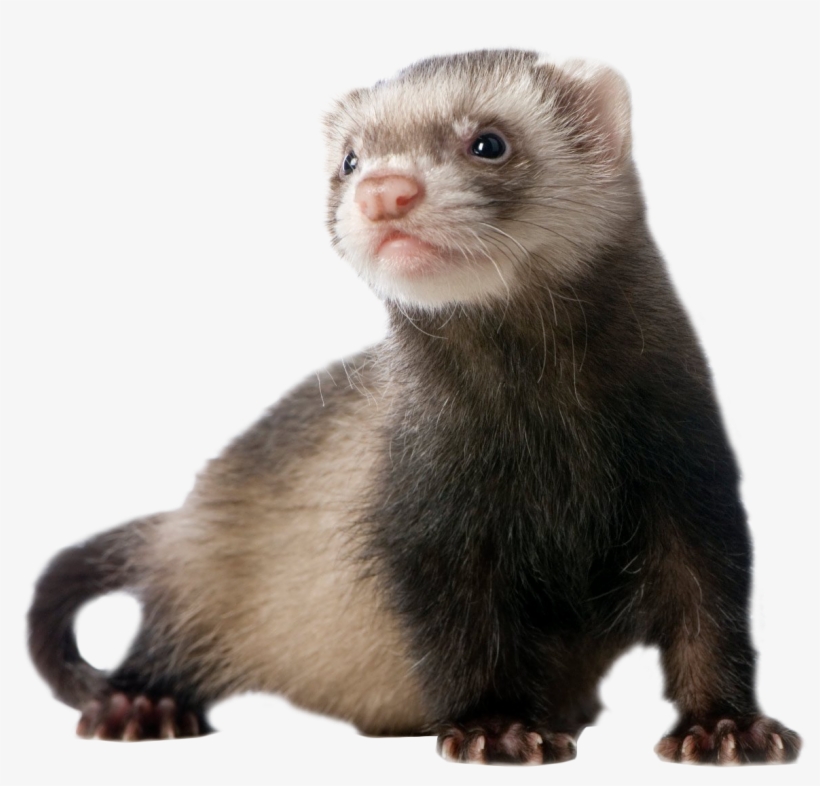 Ferret Standing Png Image - Ferret Png, transparent png #1183317
