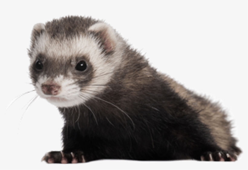 Free Png Ferret Png Images Transparent - Ferret Png, transparent png #1183348