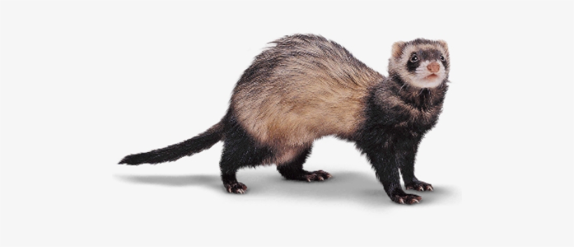 Picture Free Reader S Choice I Am Anne Bivalent - Ferret Png, transparent png #1183351