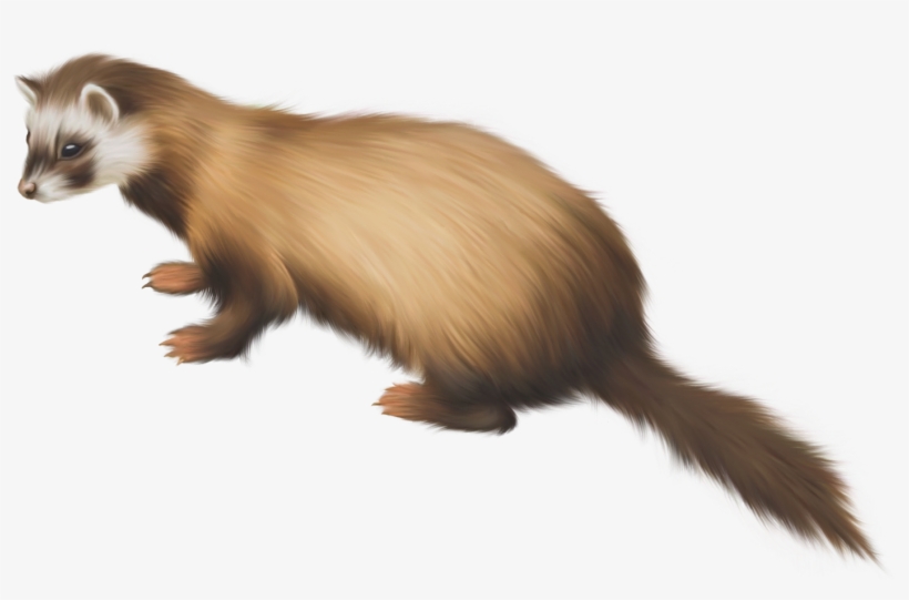 Ferret Png Clip Art - Weasel, transparent png #1183375