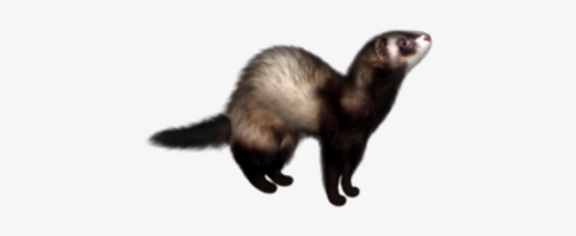 Picsart Photo Studio, transparent png #1183379