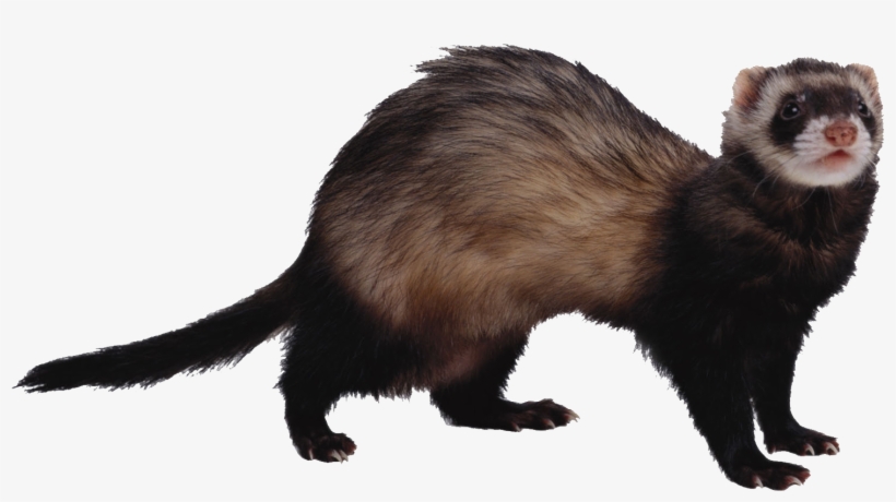 Ferret Png, transparent png #1183405