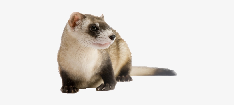 Ferret - Poster: Sartore's An Endangered Black-footed Ferret,, transparent png #1183425