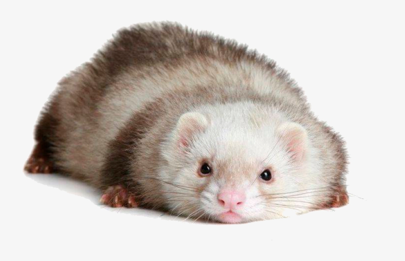 Ferret Transparent Images Png - Ferret Png, transparent png #1183429
