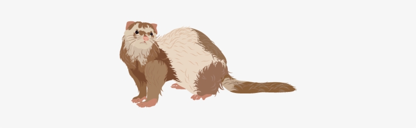 201502 Ferret - Wikimedia Commons, transparent png #1183449