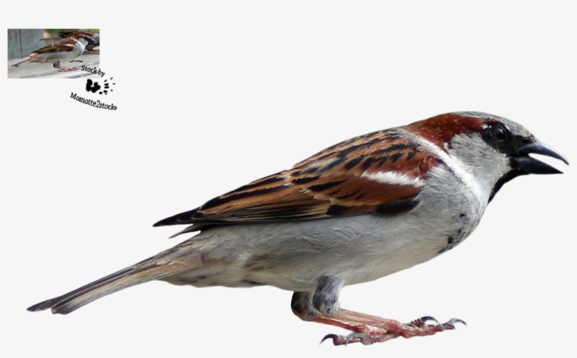 Image - Portable Network Graphics, transparent png #1183450