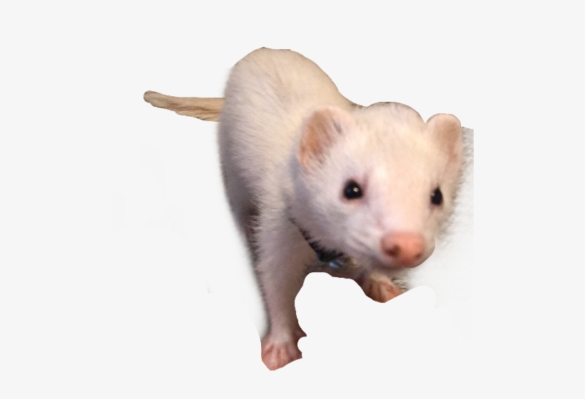 Ferret, transparent png #1183470