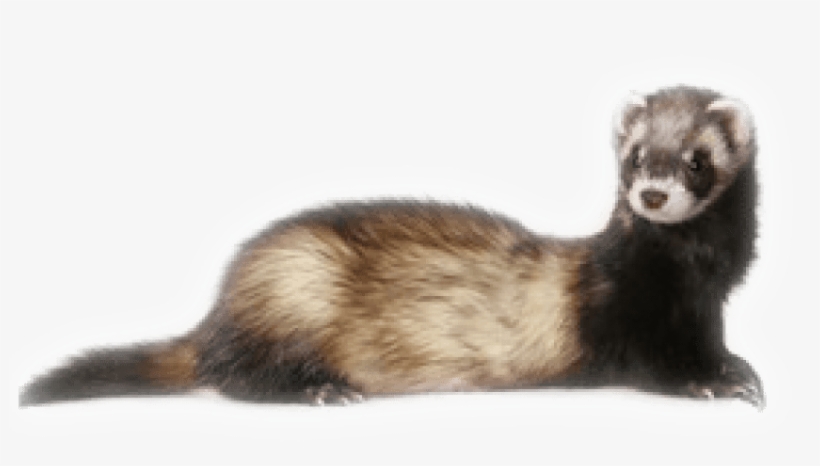 Free Png Ferret Png Images Transparent - Png Ferret, transparent png #1183475