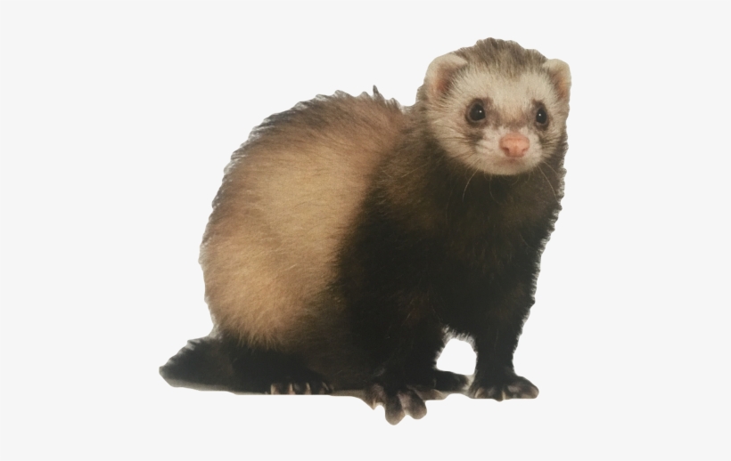 Dooking Ferret Rectangle Magnet, transparent png #1183521