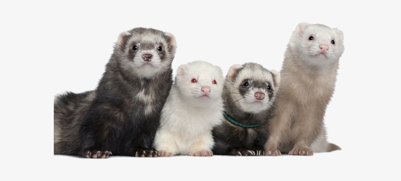 Ferret Png Picture - Four Ferrets, transparent png #1183598