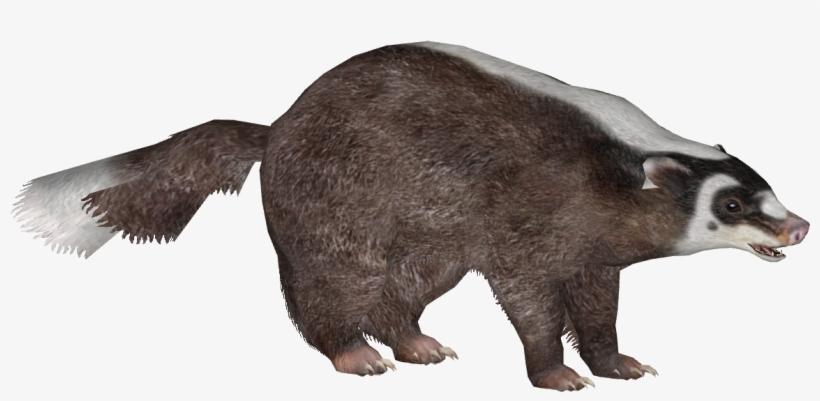 Burmese Ferret Badger - T-shirt, transparent png #1183603