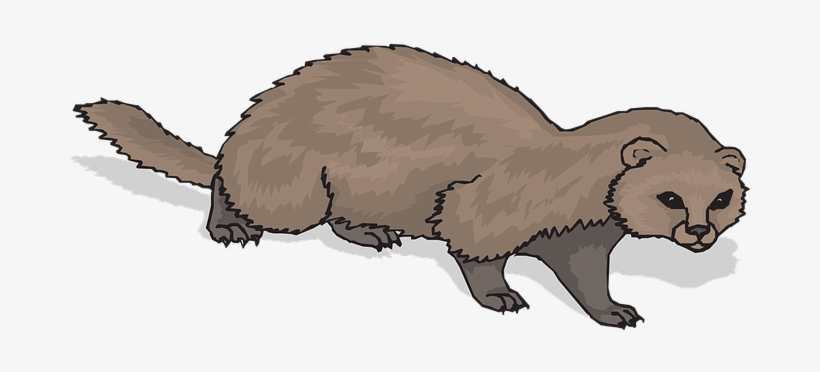 Ferret Animal Mammal Domestic Polecat Rode - Ferret Clipart Transparent, transparent png #1183659