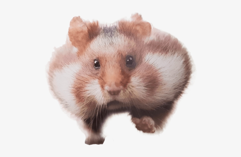 hamster transparent