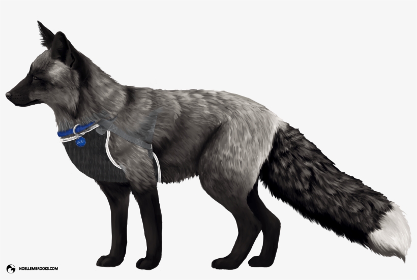 Fox Domestication And Pet Ownership - Fox Study Morphology, transparent png #1183697