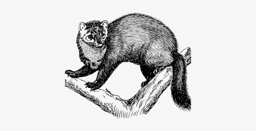 Tree, Branches, Animal, Fisher, Fur - Fisher Animal Drawing, transparent png #1183931