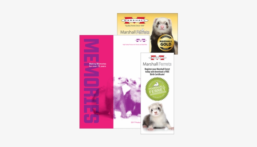 Ferret, transparent png #1184106