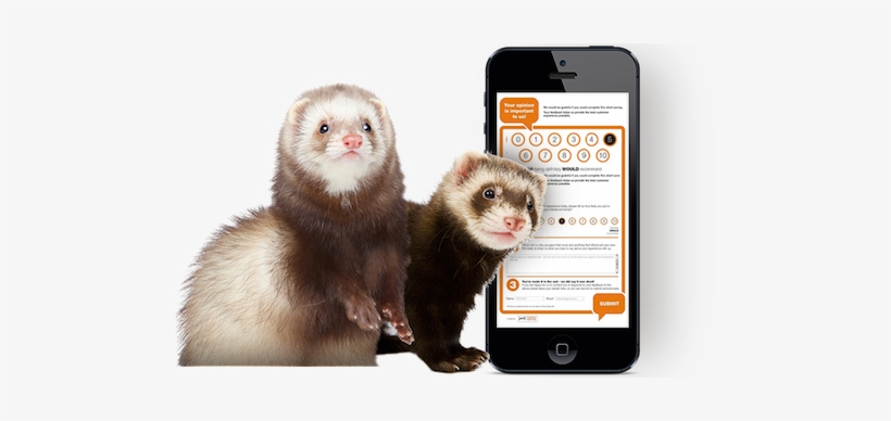 Connect - Ferret Posing On A White Backgrou Picture Ornament, transparent png #1184170