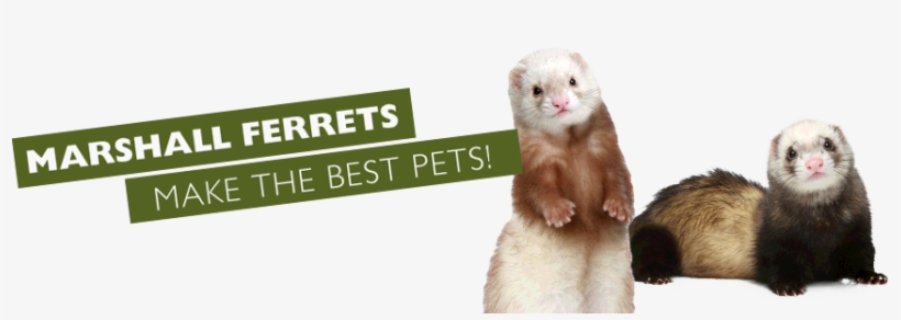 Ferrets & Ferret Products For Ferret Lovers - Professional Pet Products Ferret Fresh Odor Spray 8oz, transparent png #1184246