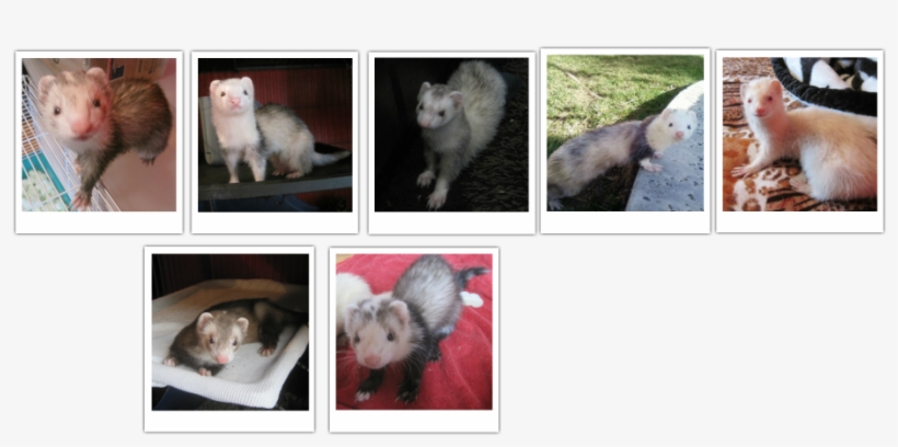 Virginia Opossum, transparent png #1184410