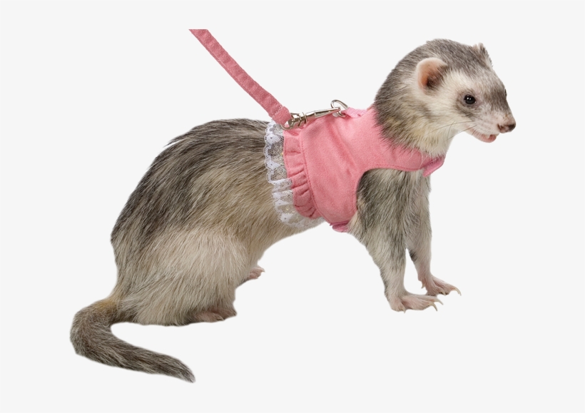 • Fashion Transparent Ferrets Shickens • - Harness And Leash For Ferret, transparent png #1184625