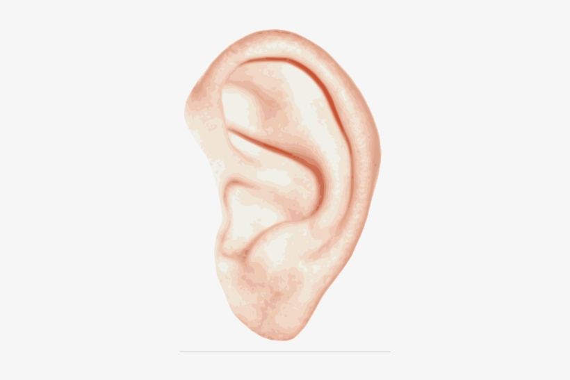 Single Ear Png - Left Ear, transparent png #1185168